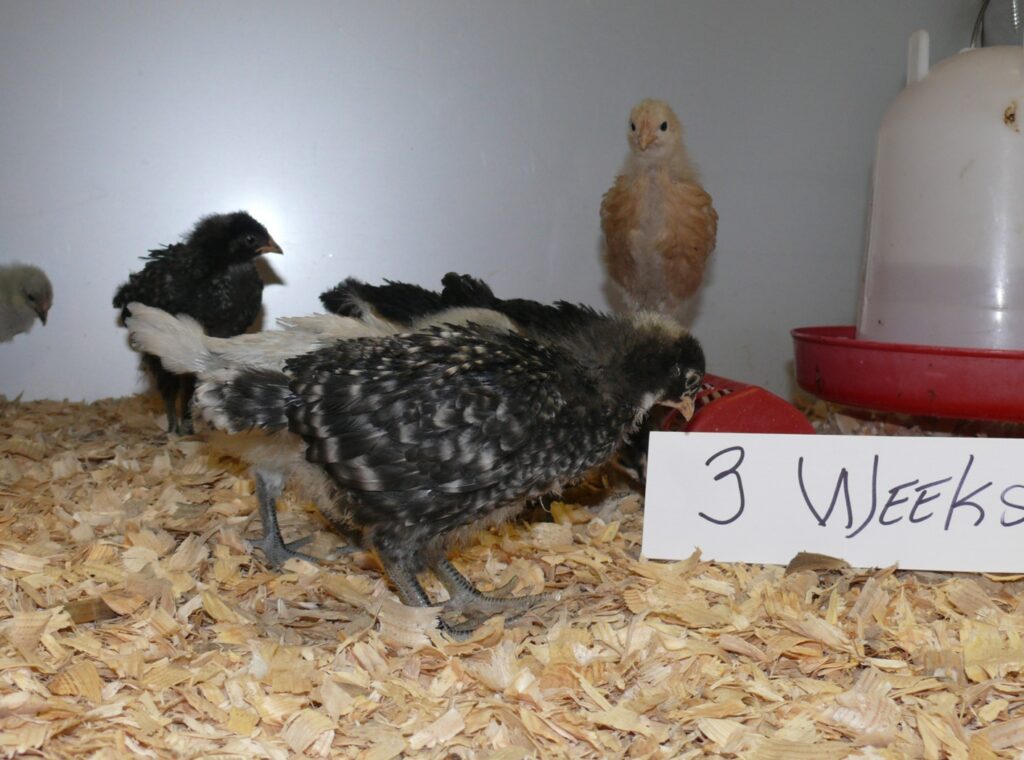 3 Week old chicks.