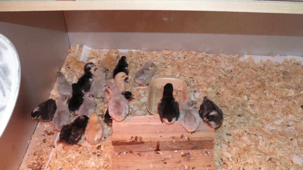 New chicks in brooder.