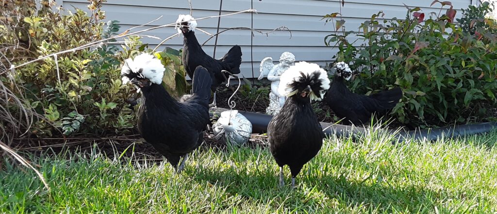 Polsih hens in garden.