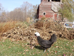 Polish hen with brush pile